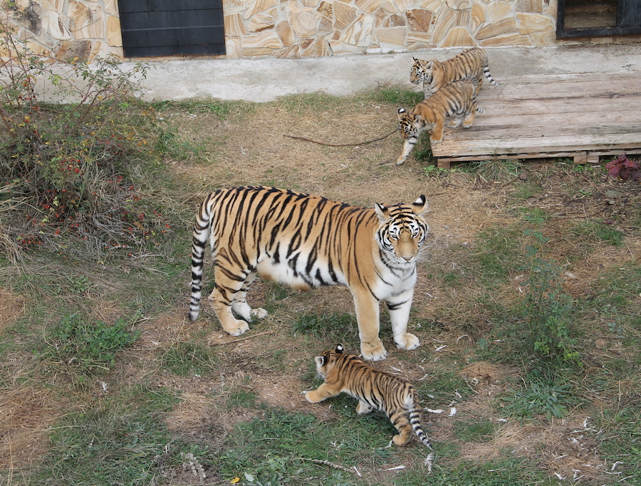 Тигры регулярно приносят потомство