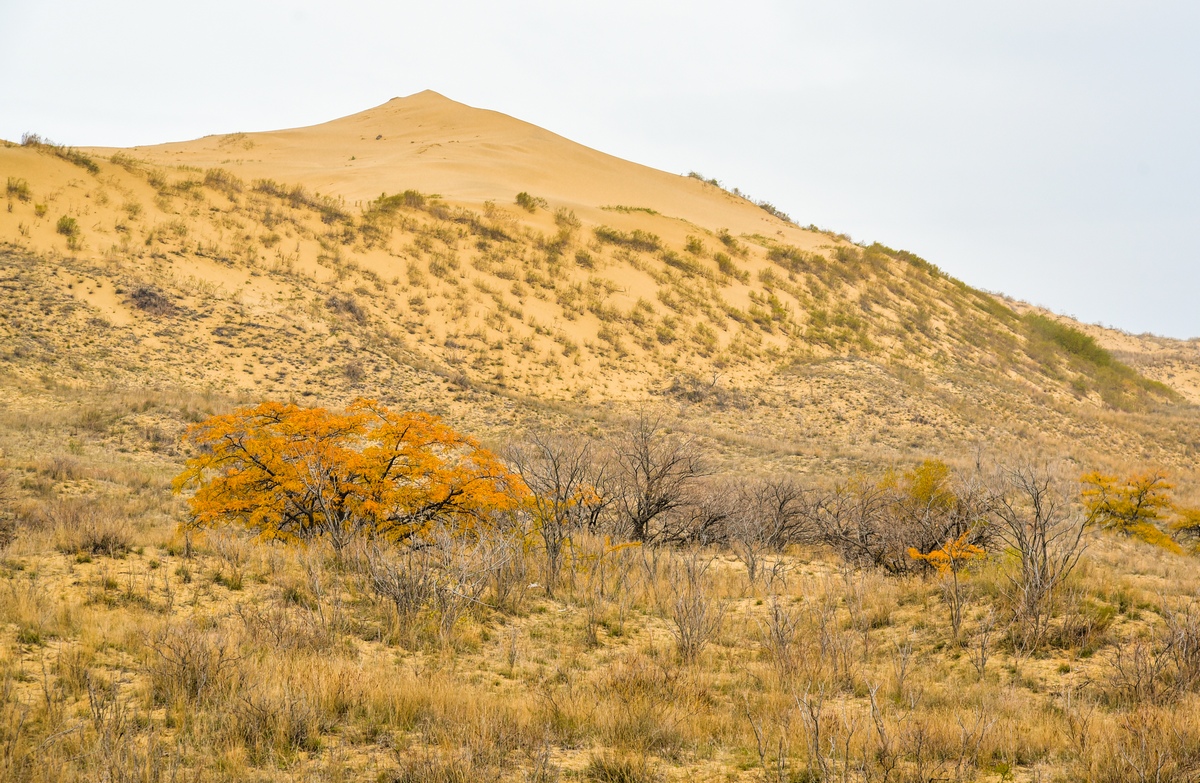 Сарыкум, © Татьяна Яковлева