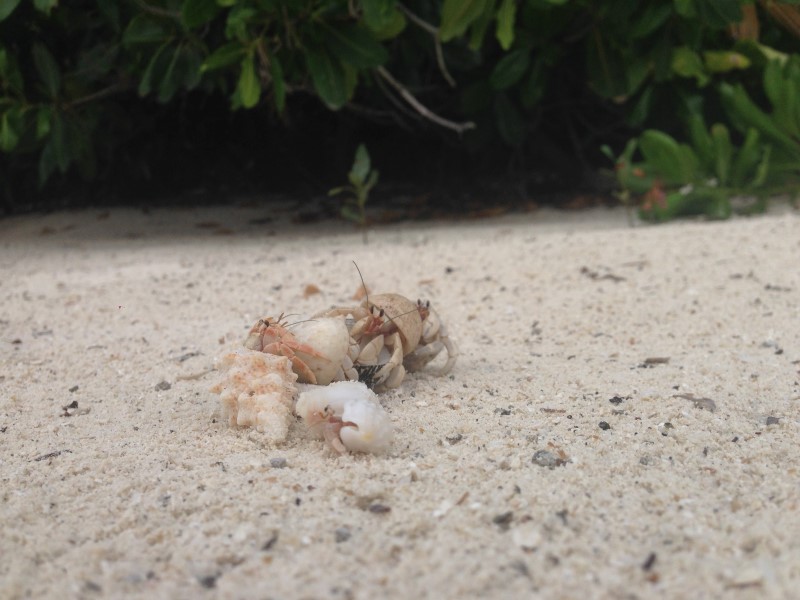 Вечером выбегают крабы-отшельники