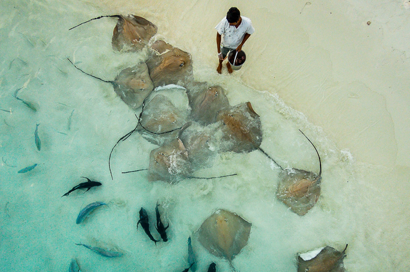 Кормление скатов