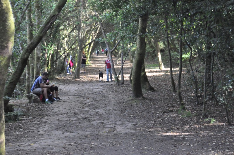 В природном парке городка Виллагарсиа все растет и свободно и раскованно, фото Константин Исааков