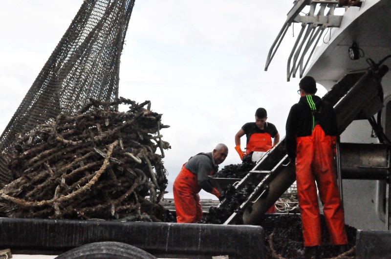 Вылавливаем мидий-малышей, фото Константин Исааков