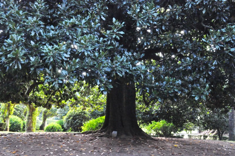 У деревьев тут, как правило, пышные прически, фото Константин Исааков