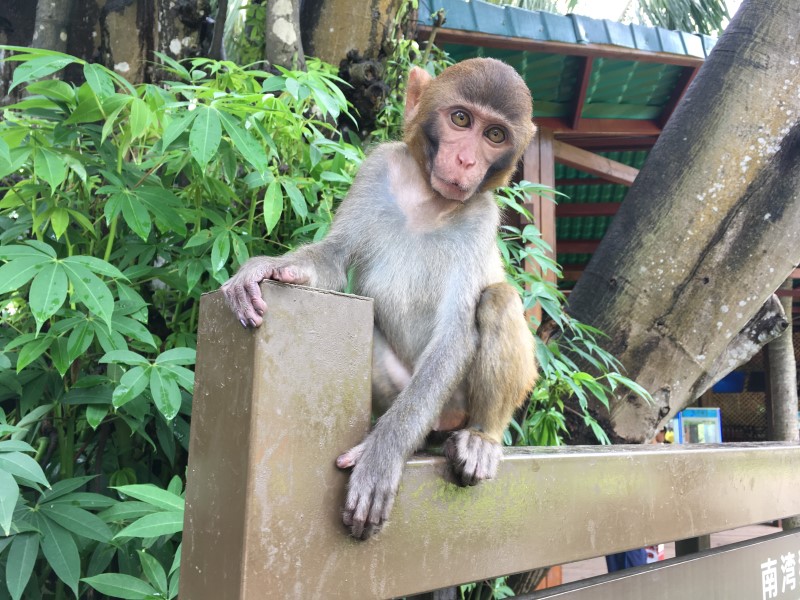 В крупнейшем парке в Китае учёные изучают жизнь и повадки обезьян, © А. Полянская