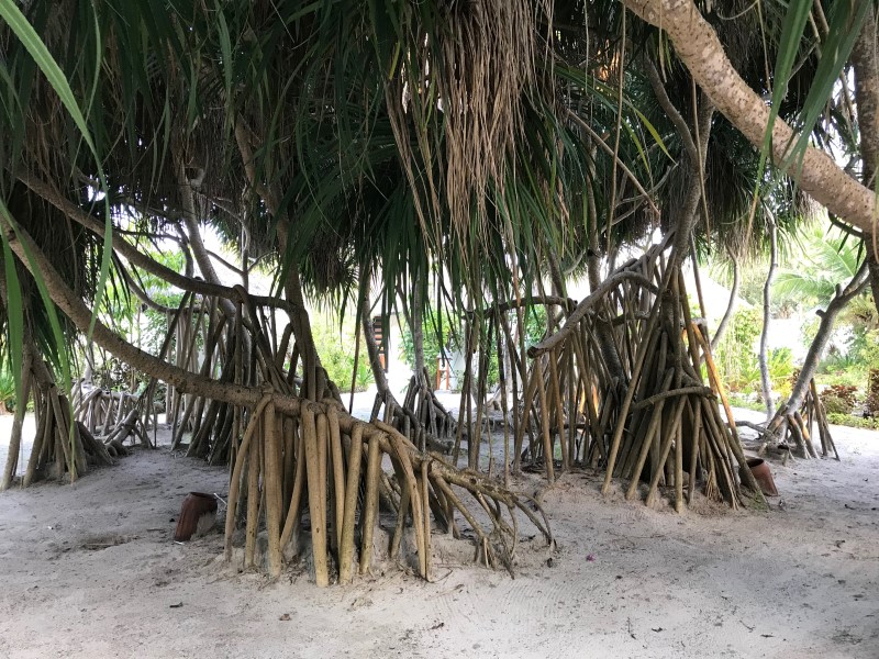 Вообще, корни Мальдивских деревьев - это отдельный разговор., © О.Алексеев