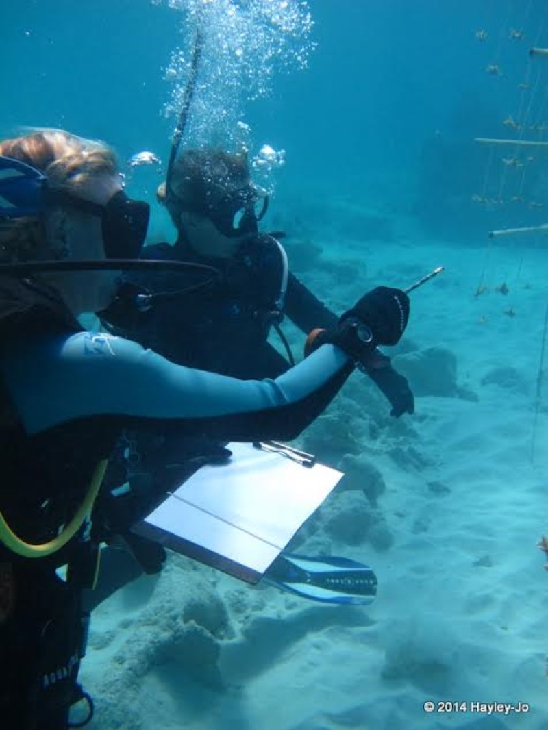 Участники смогут ознакомиться с основными видами рифовых обитателей