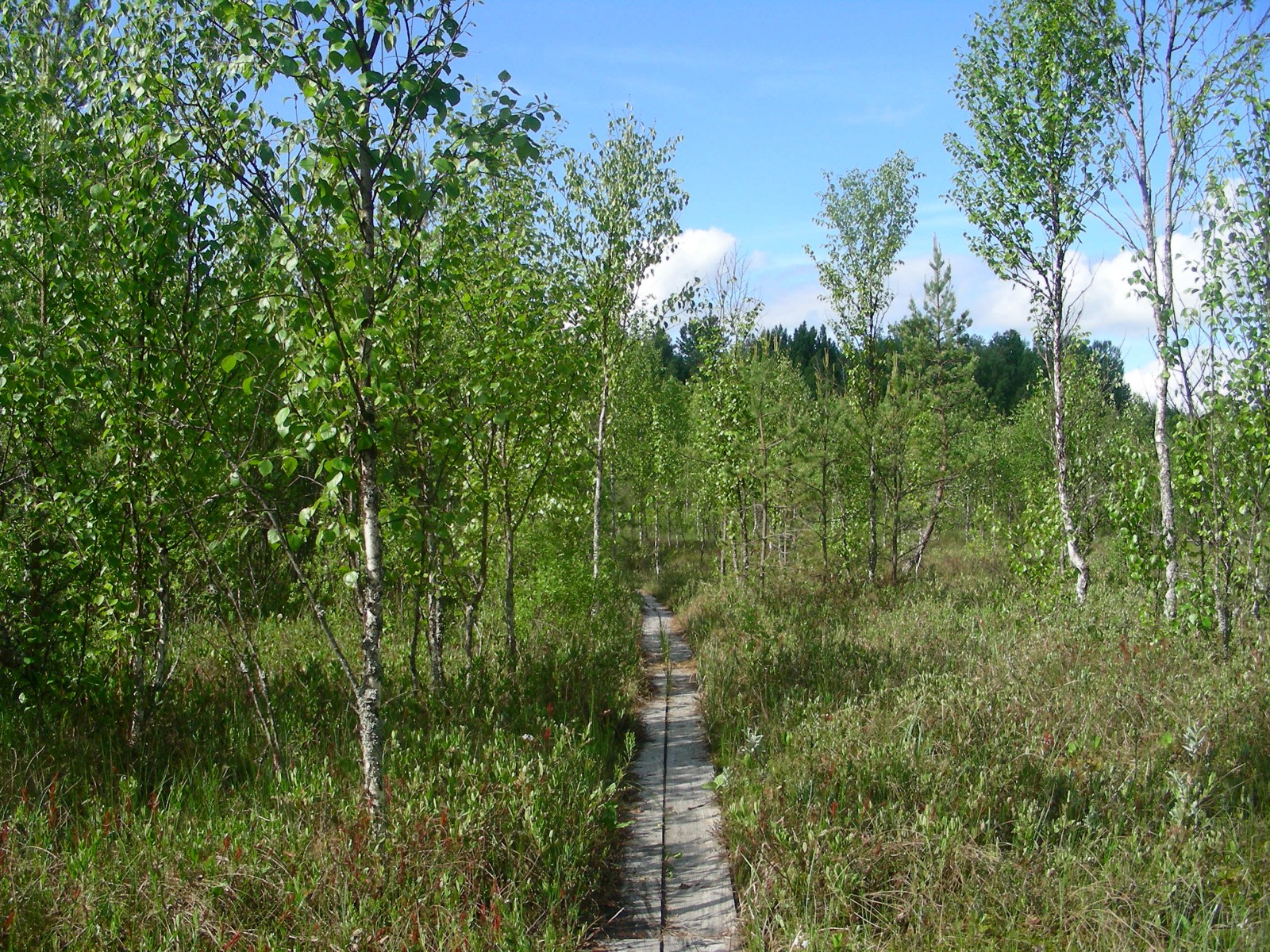 Тропа, © Татьяна Ковальчук