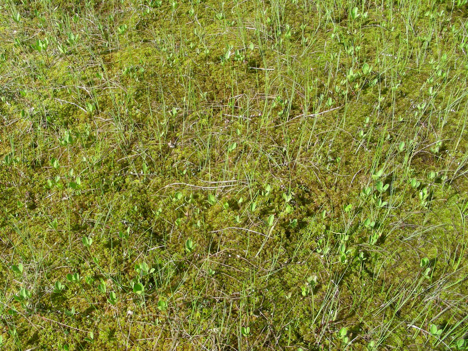 Болото, © Татьяна Ковальчук