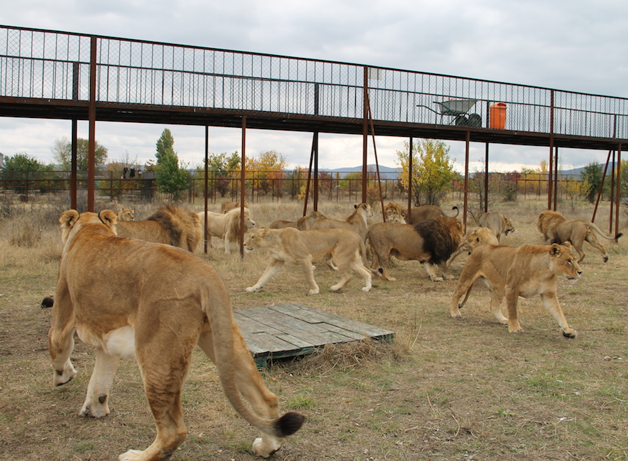 Крымские львы
