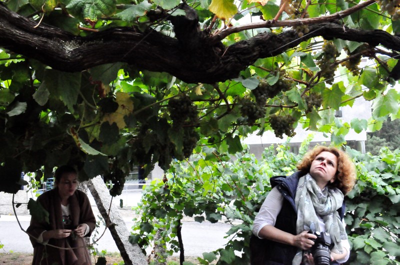 Из хорошего винограда - и доброе вино, фото К.Исааков