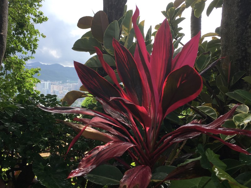 Жизнь на Хайнани умиротворенная и тихая, что несвойственно материковому Китаю, © А. Полянская