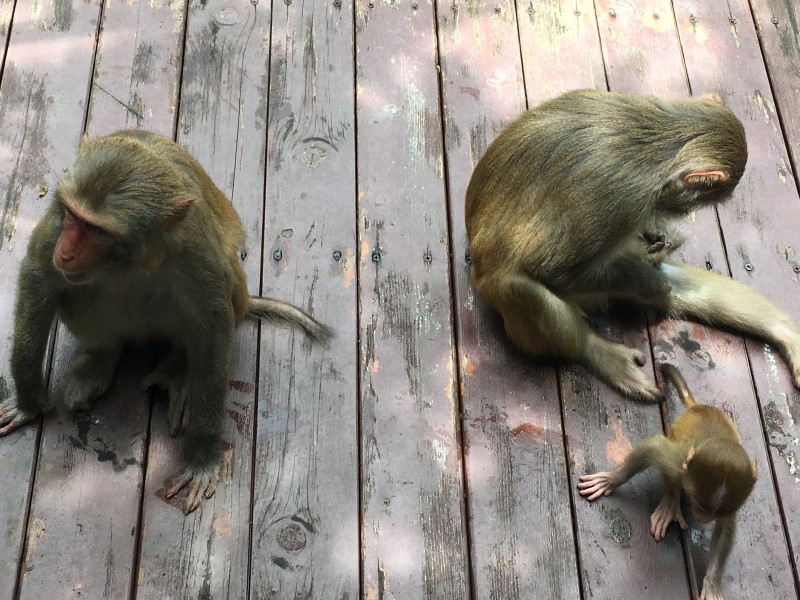 © А. Полянская