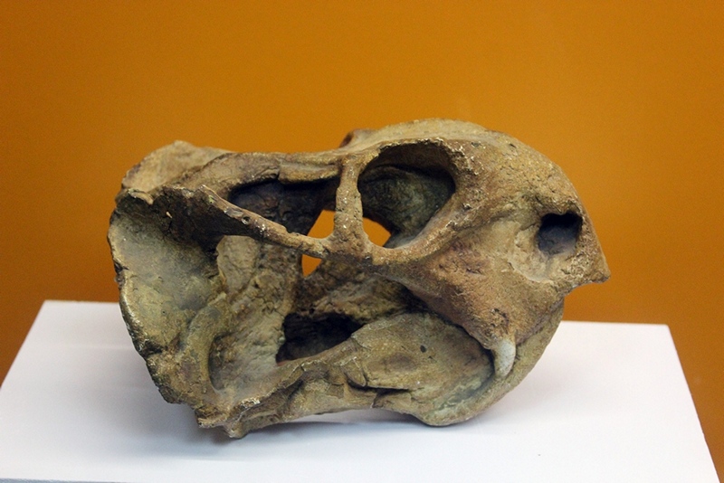 Палеонтологический музей в Котельниче, © Е.Веденьев