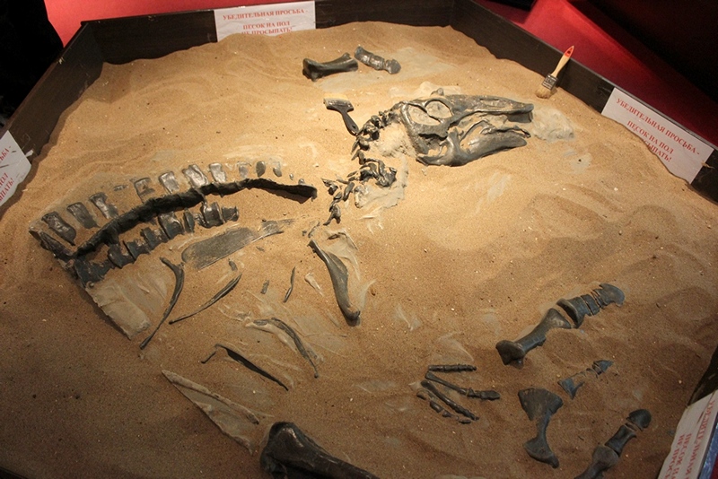 Палеонтологический музей в Кирове, © Е.Веденьев