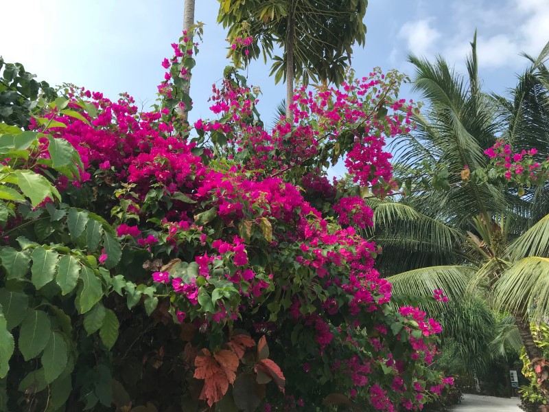 Чудесный остров утопает в густых зарослях экзотических растений, © О.Алексеев