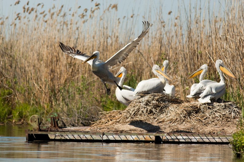 Озеро Сребырна