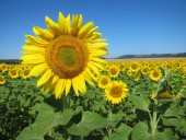 Солнечная Болгария