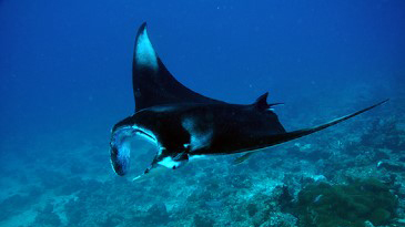 Остров-отель Dhigali Maldives