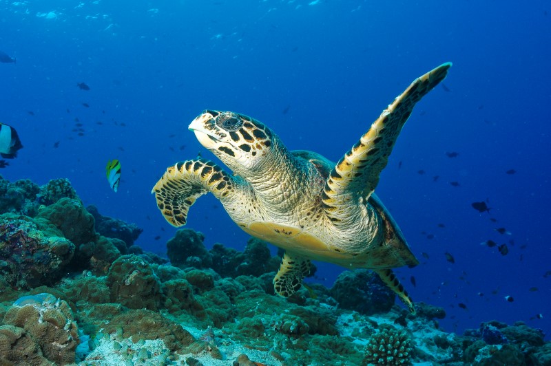 Подводный мир Индийского океана