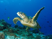 Подводный мир Индийского океана